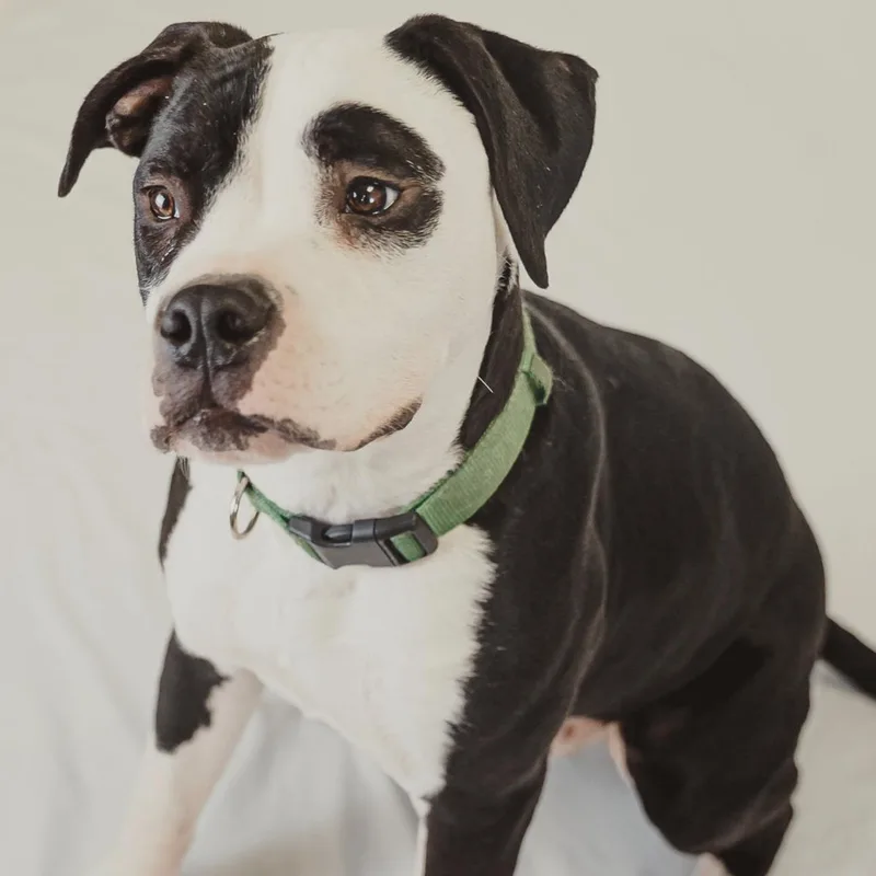 Hercules thumbnail 4