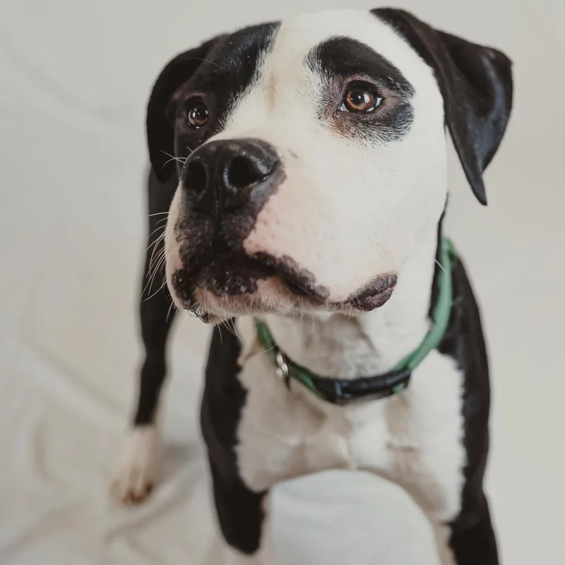 Hercules thumbnail 6