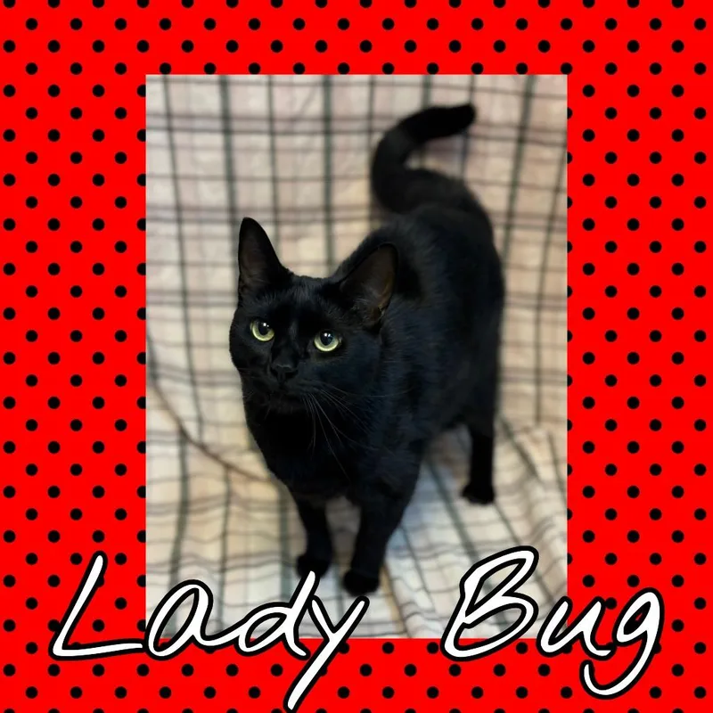 Ladybug