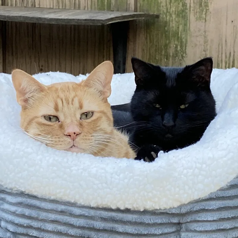 Titus Red Arkansas thumbnail 2