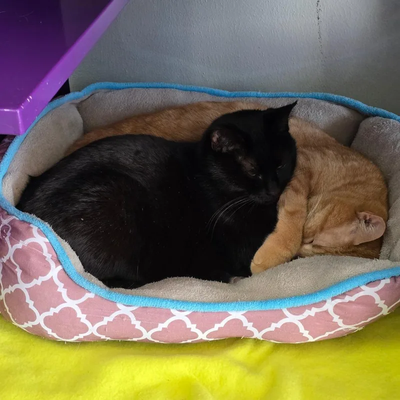 Titus Red Arkansas thumbnail 3