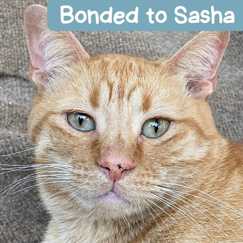 Titus Red Arkansas thumbnail 4