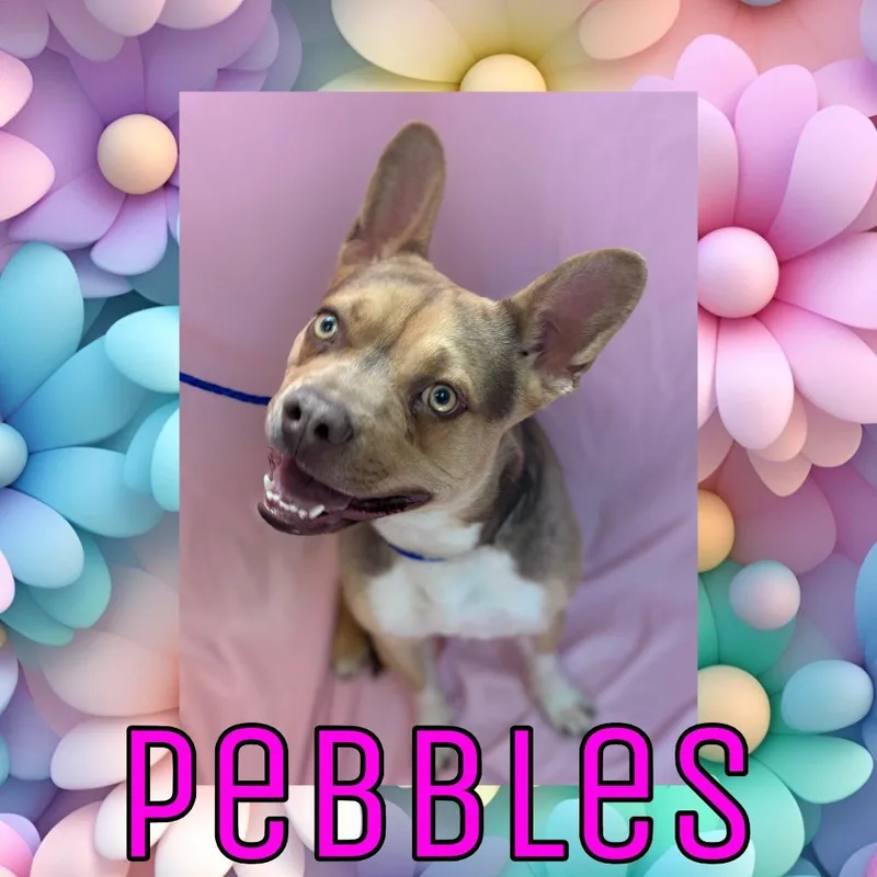 Pebbles thumbnail 2
