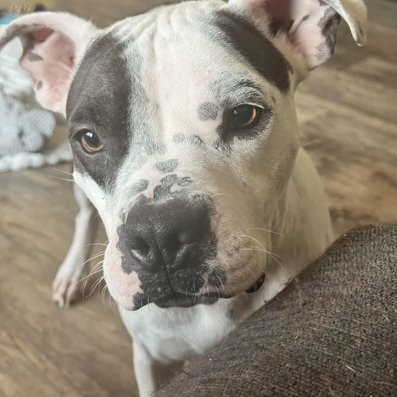 Penelope thumbnail 2