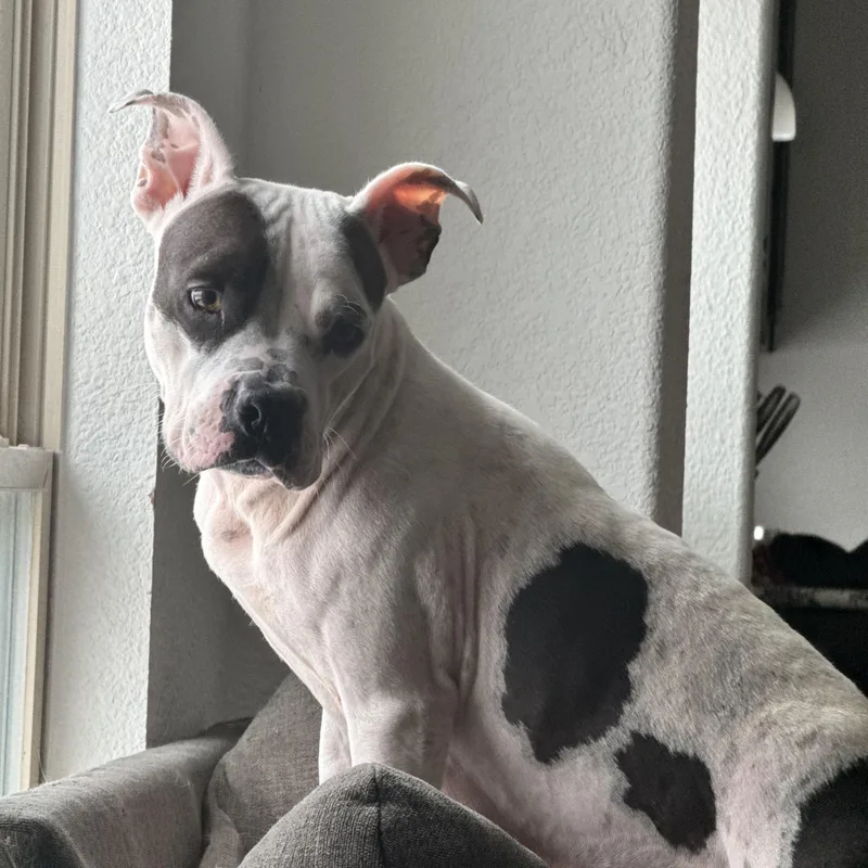 Penelope thumbnail 3