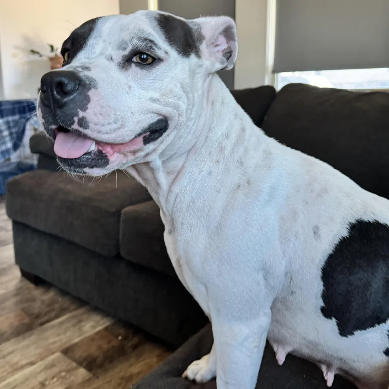 Penelope thumbnail 5