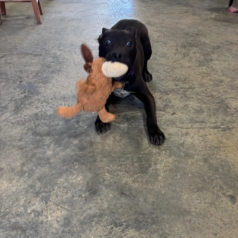 Pipsqueak thumbnail 3