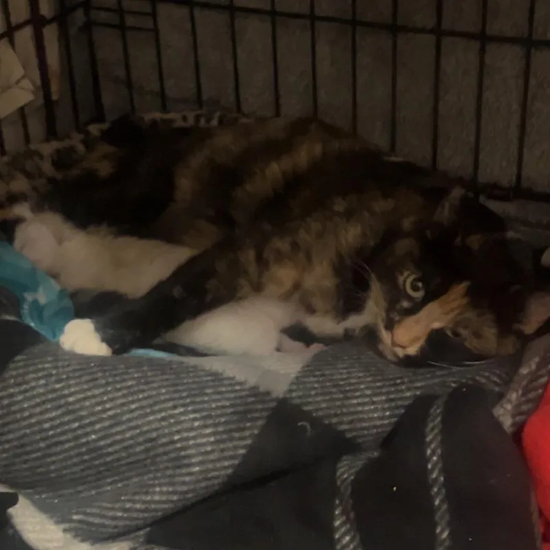 Precious C thumbnail 2