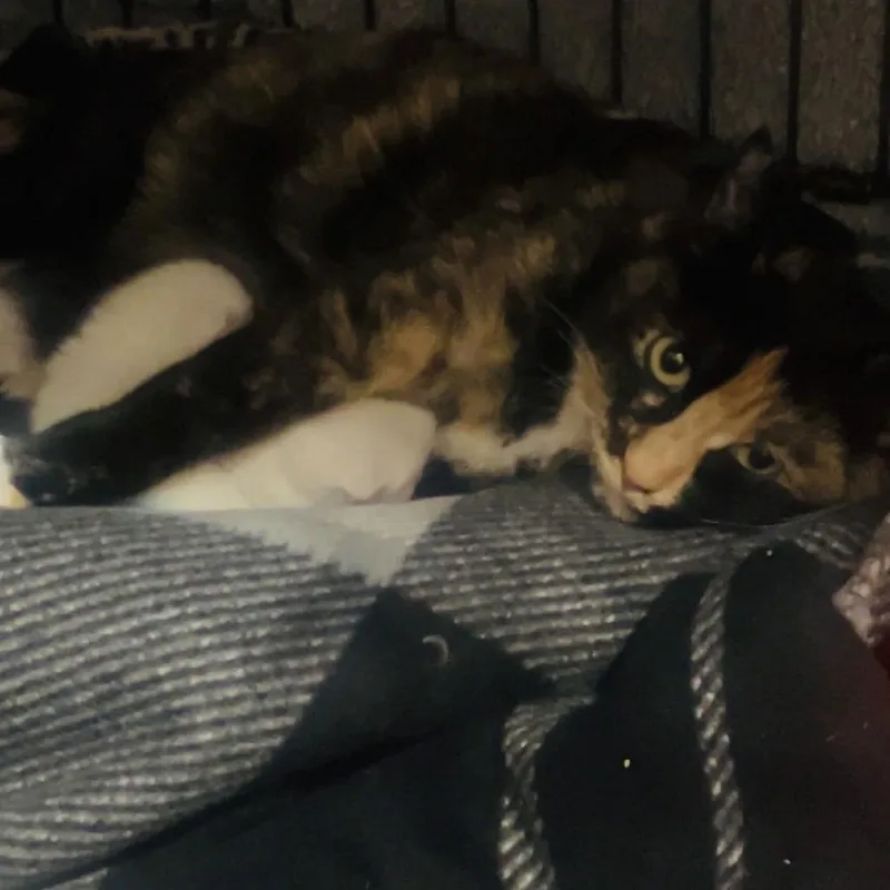 Precious C thumbnail 3