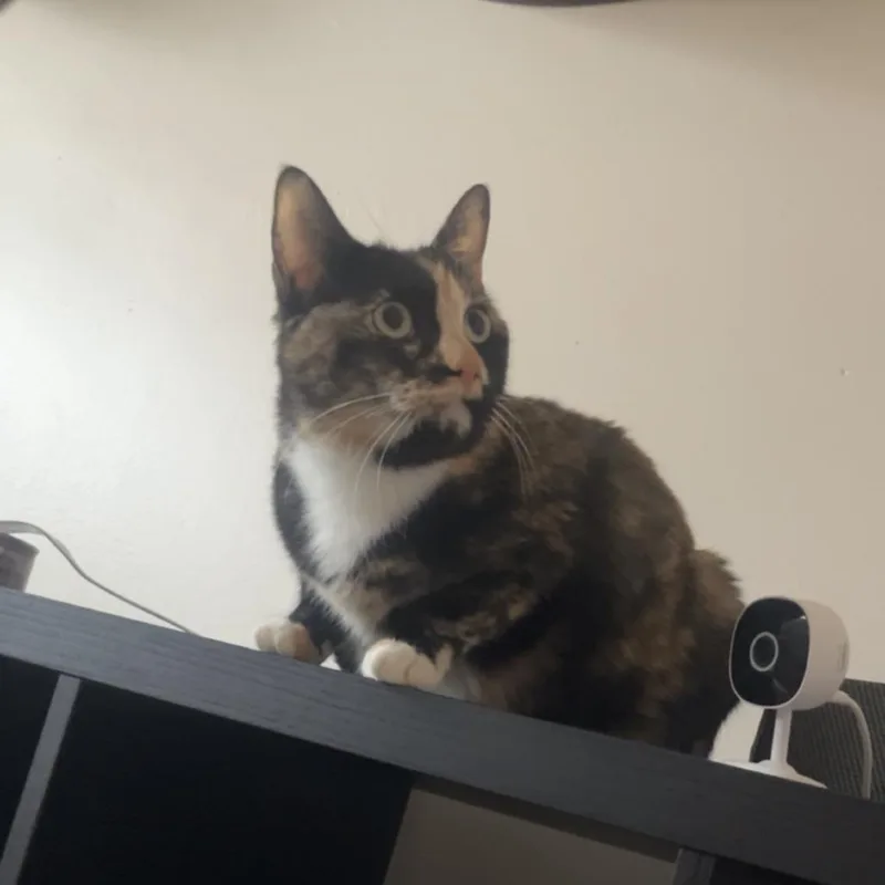 Precious C thumbnail 4