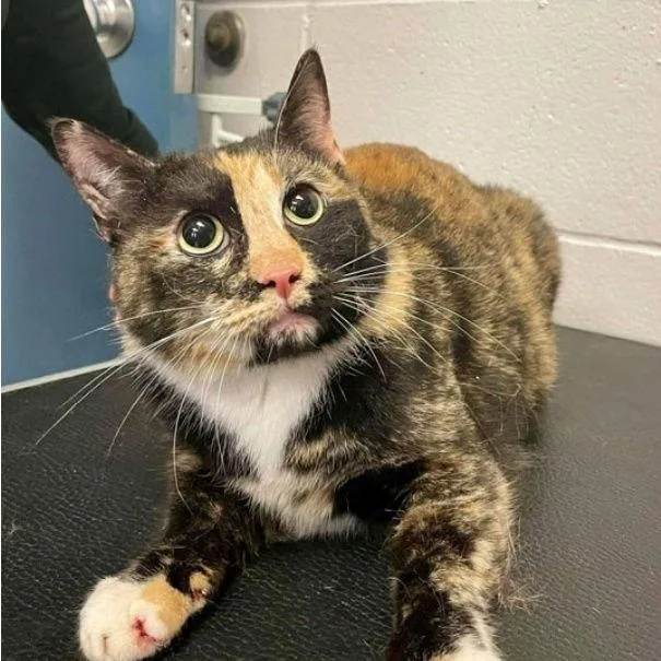 Precious C thumbnail 5