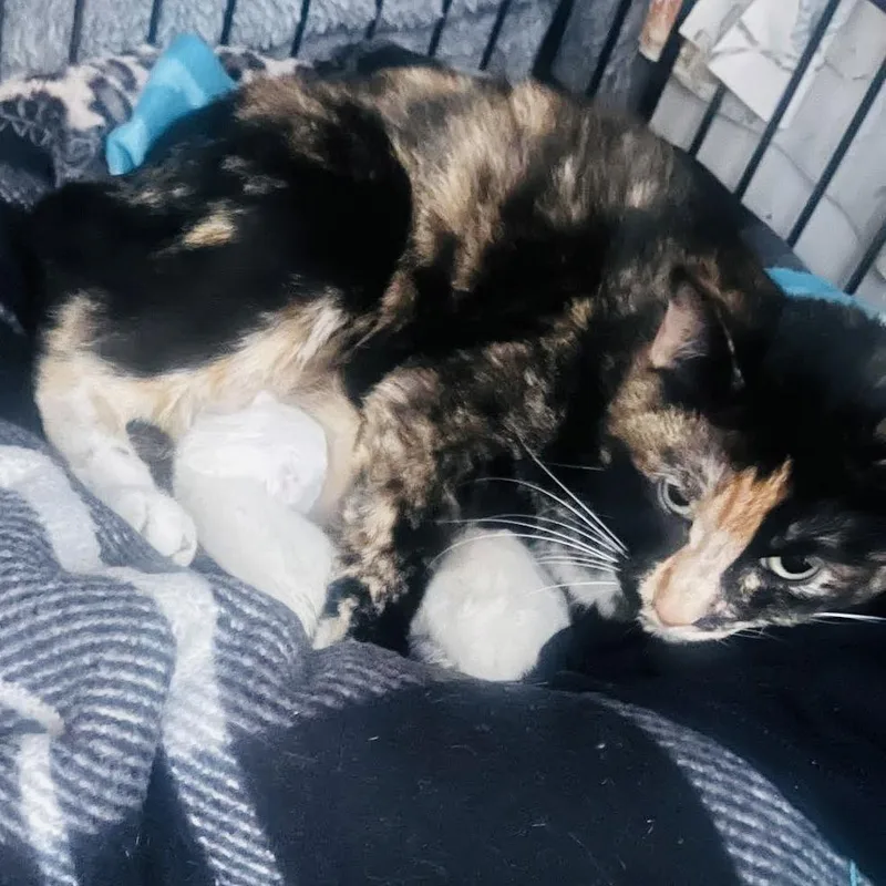 Precious C thumbnail 6