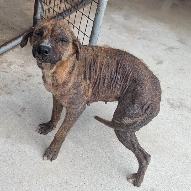 Rhonda Revival photo 1