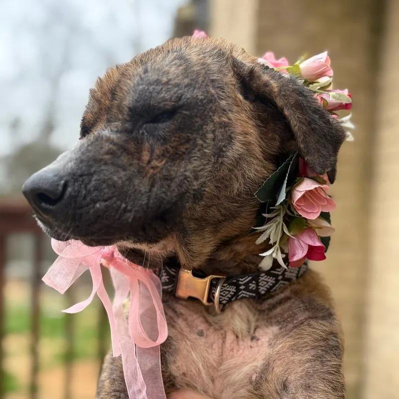 Rhonda Revival thumbnail 2