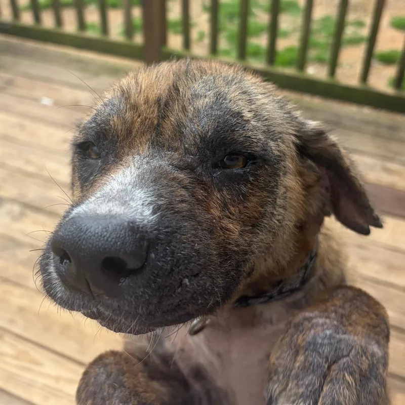 Rhonda Revival thumbnail 3