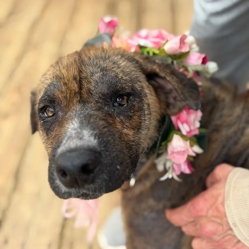 Rhonda Revival thumbnail 4