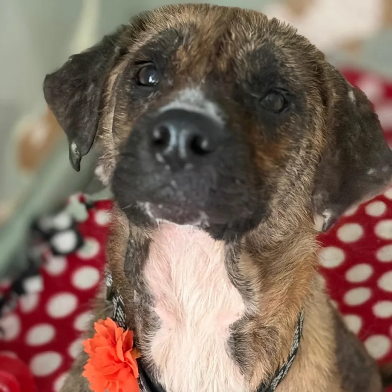 Rhonda Revival thumbnail 5