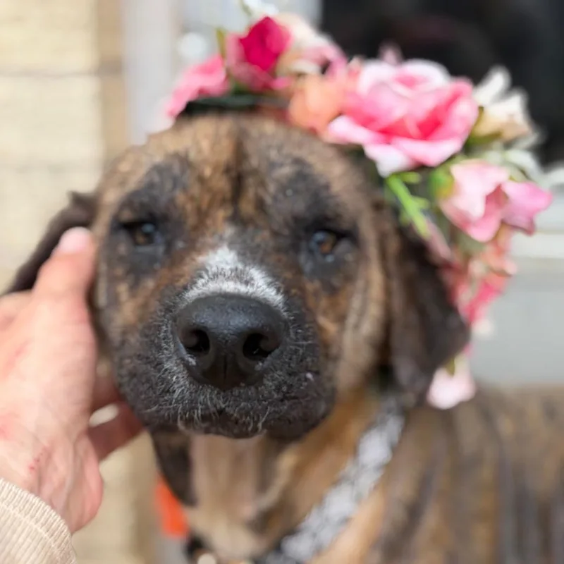 Rhonda Revival thumbnail 6