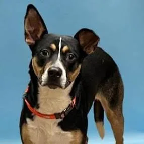 Rocky Rick D thumbnail 2