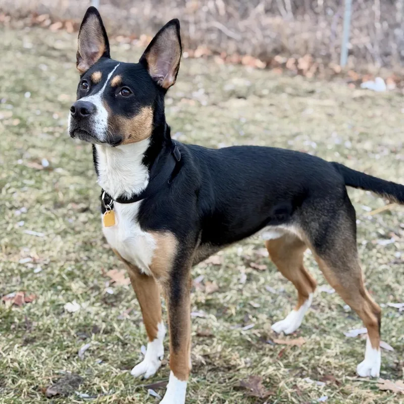 Rocky Rick D thumbnail 3