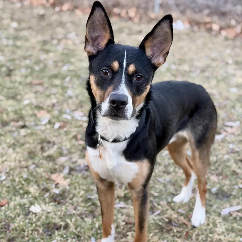 Rocky Rick D thumbnail 4