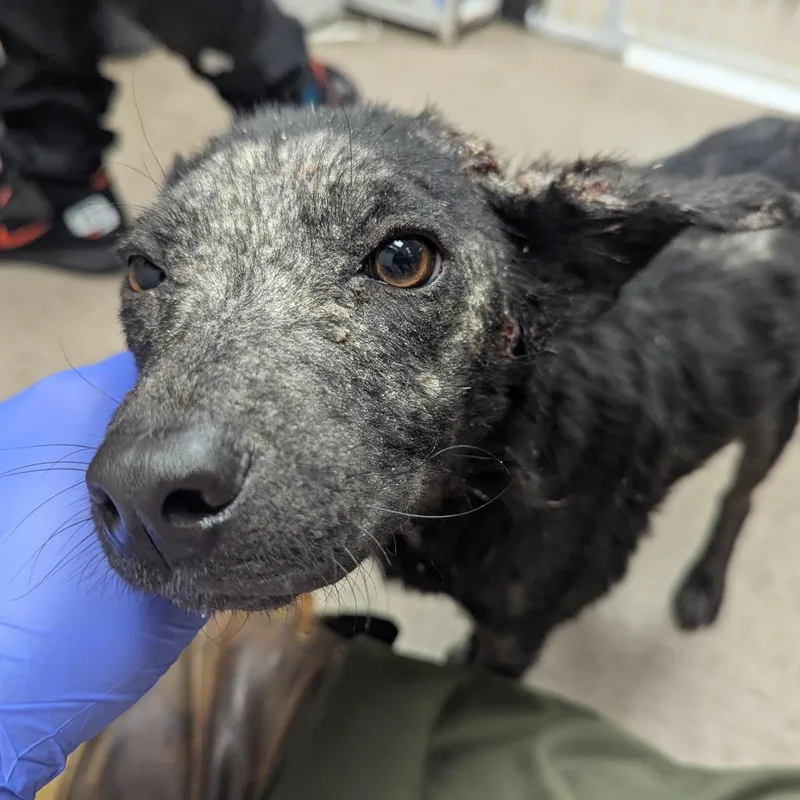 Rocky Road thumbnail 2