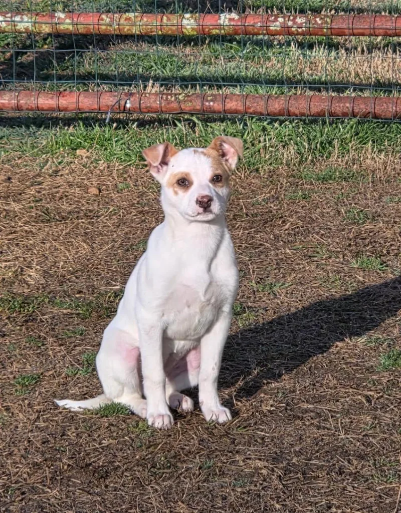 Savannah thumbnail 2