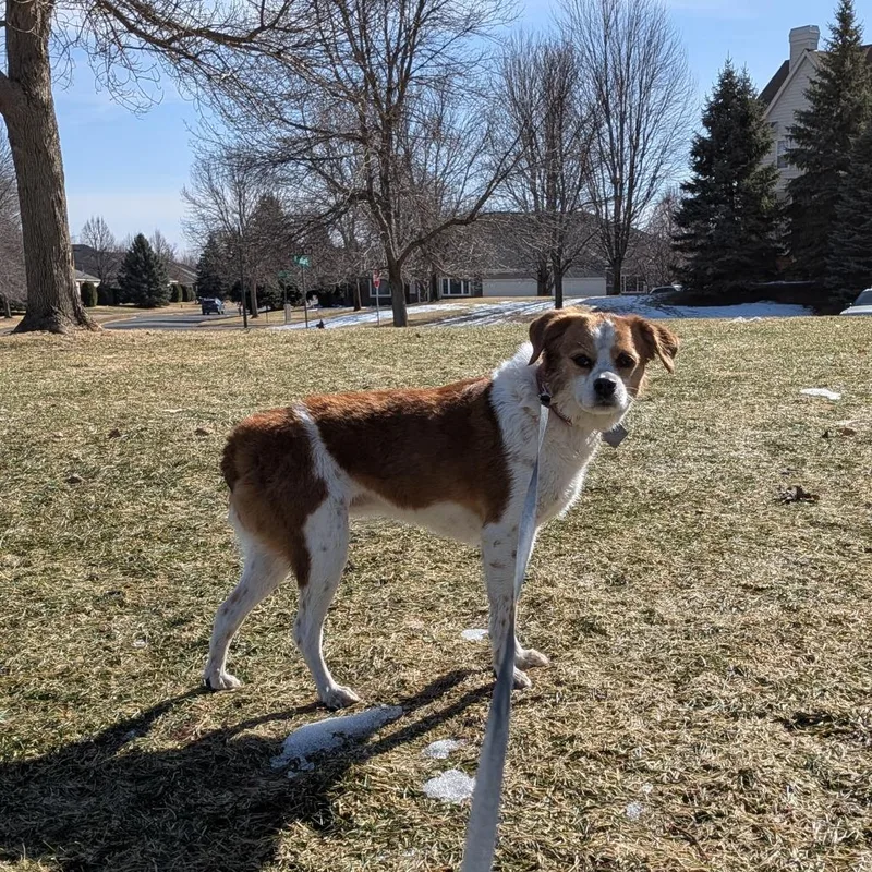 Freckles D thumbnail 2