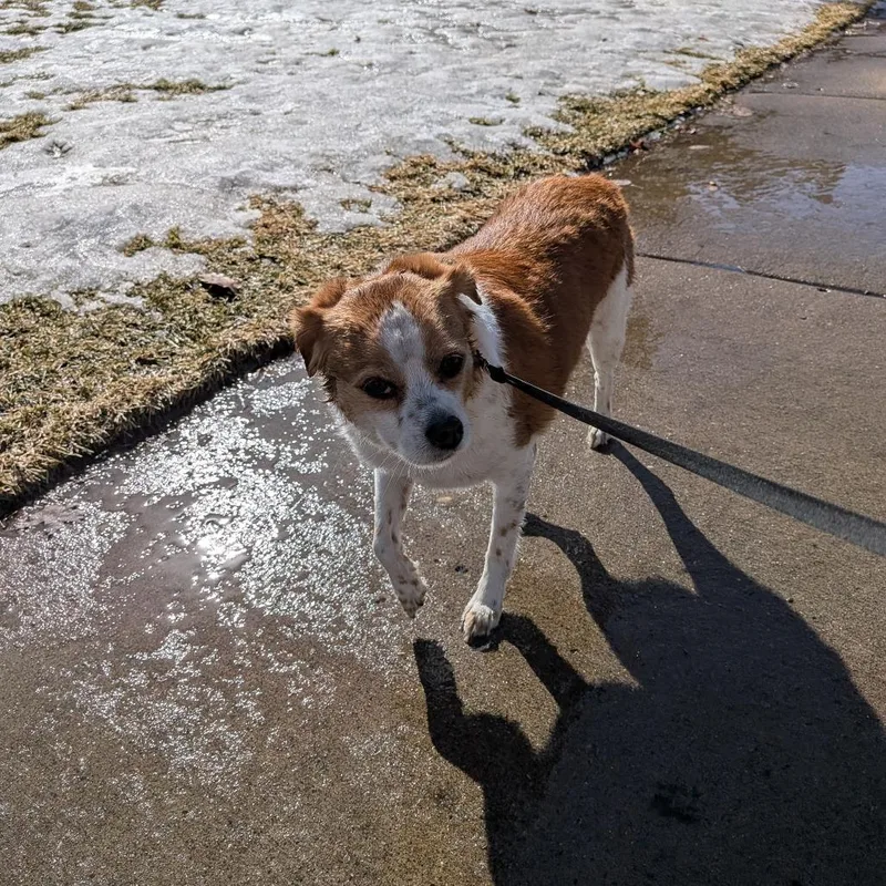 Freckles D thumbnail 3