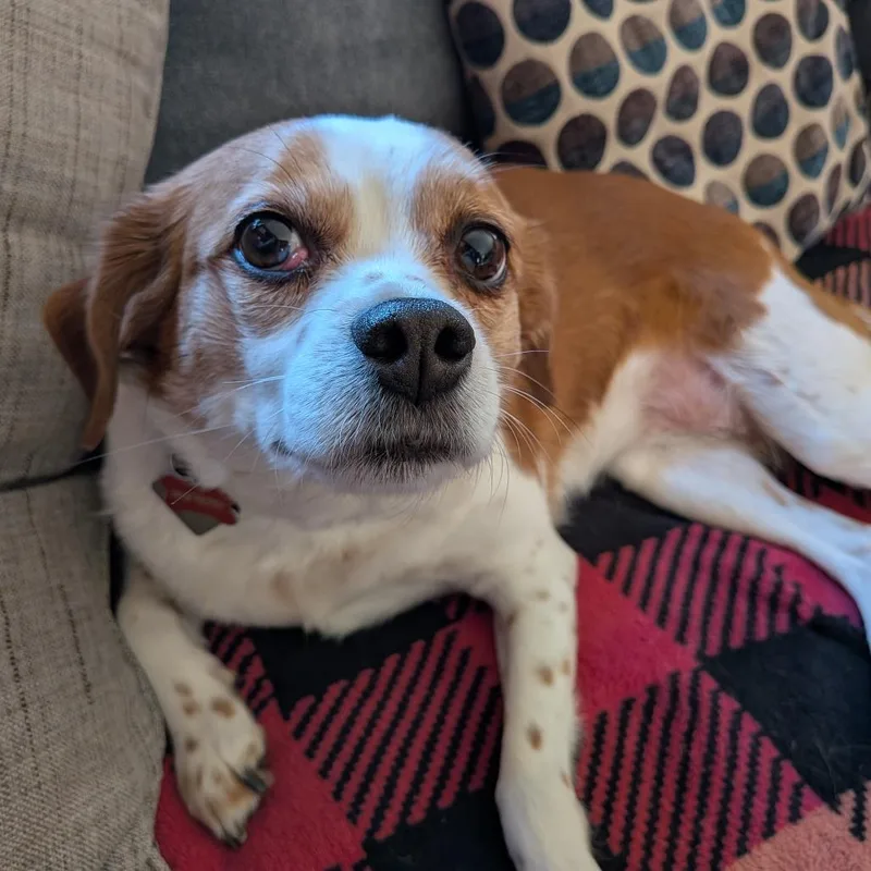 Freckles D thumbnail 4