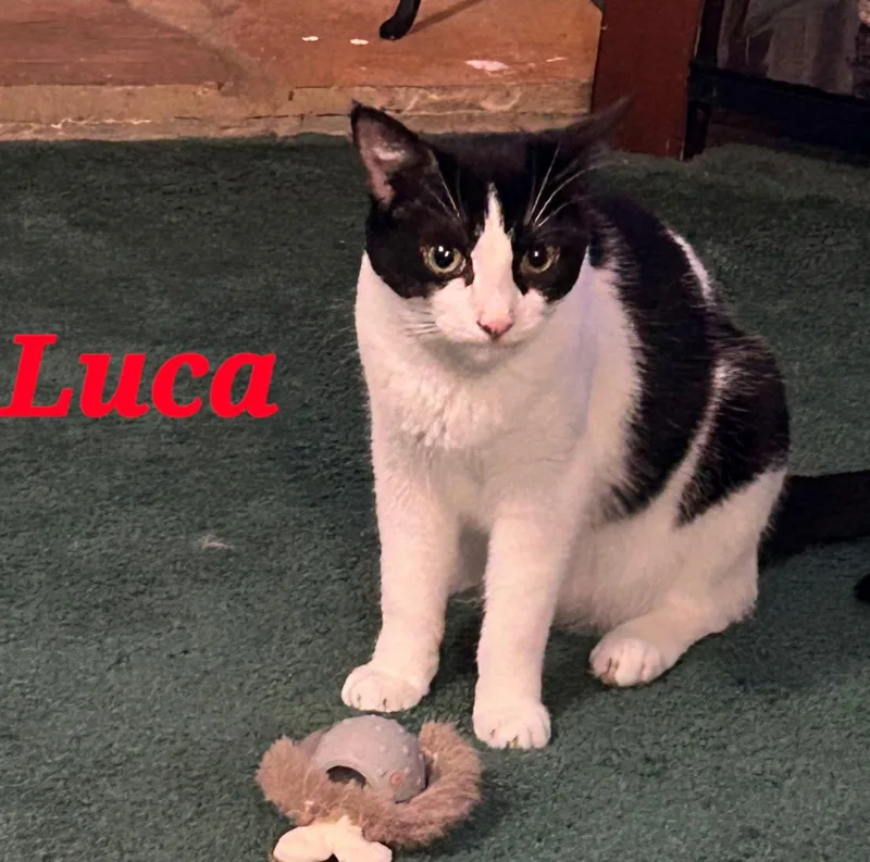 Luca thumbnail 2