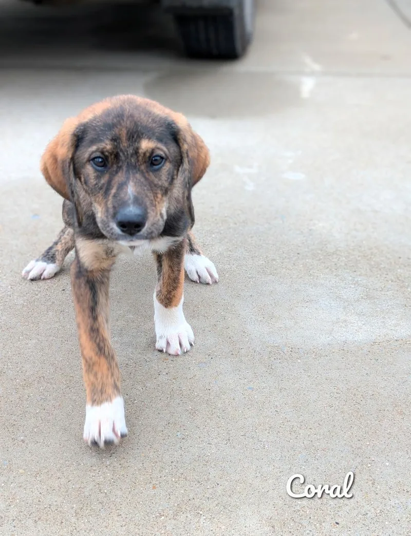 Seashell “shelly” thumbnail 2