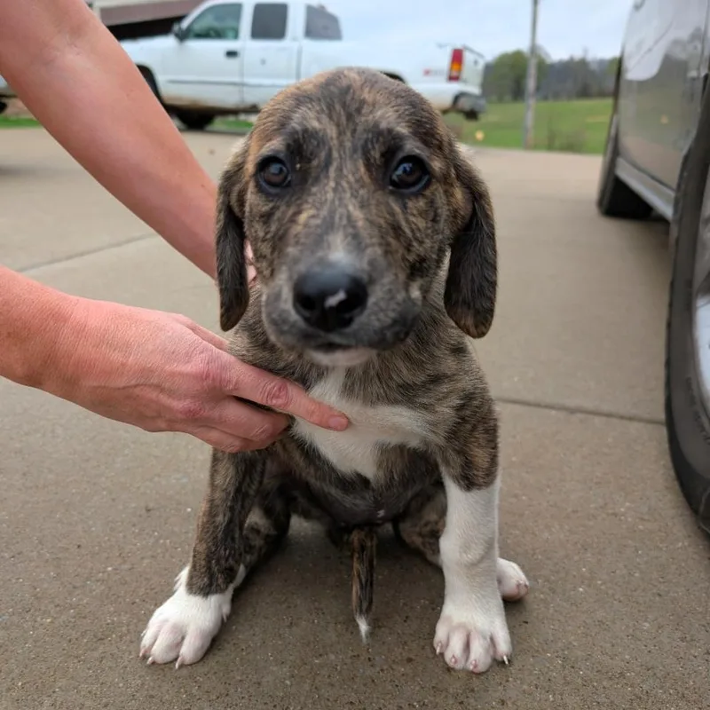 Seashell “shelly”