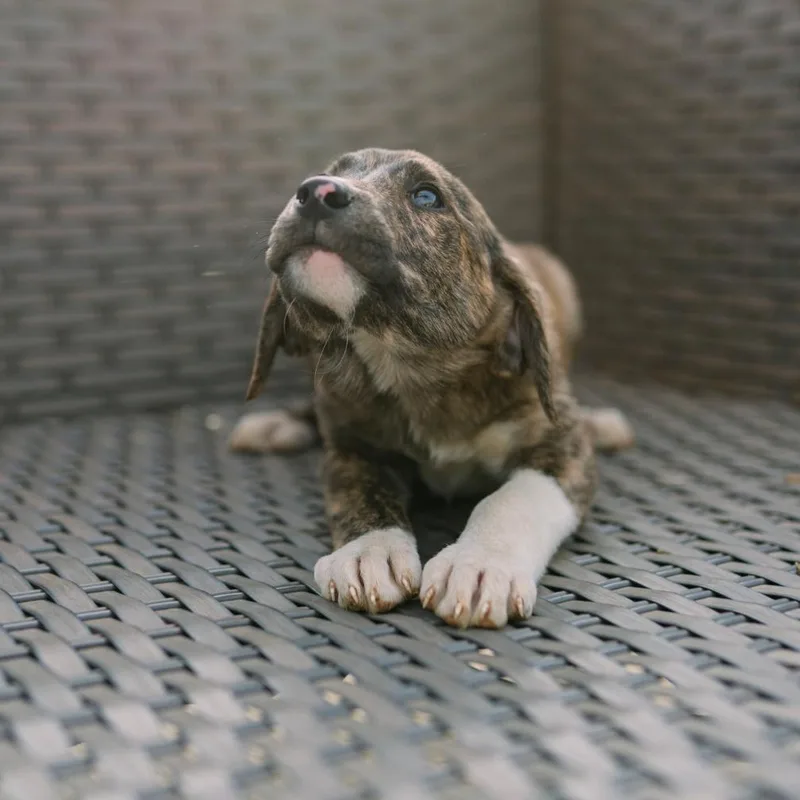 Seashell “shelly” thumbnail 3