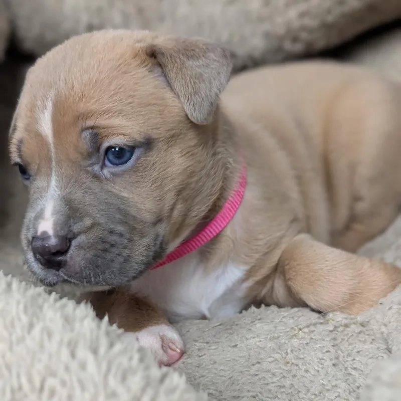 Frappuccino thumbnail 2