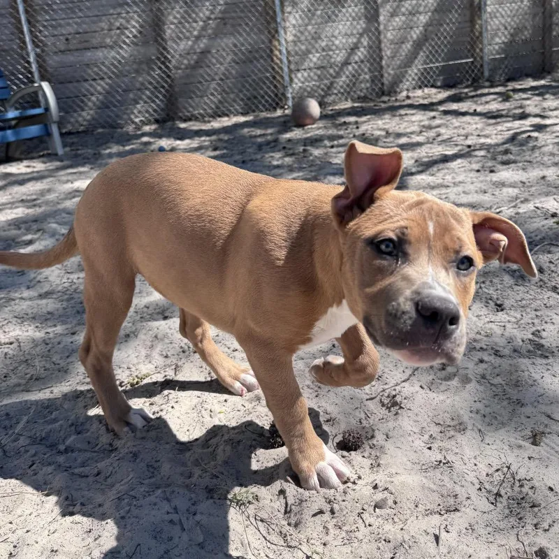 Frappuccino thumbnail 3