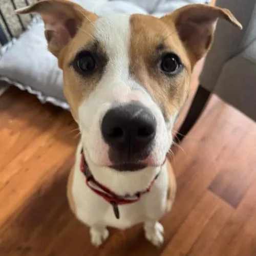 Juliette thumbnail 5