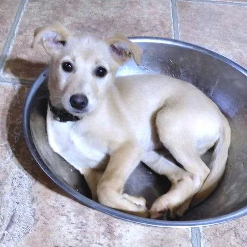 Zeppelin thumbnail 2