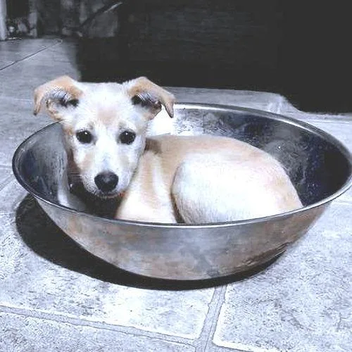 Zeppelin thumbnail 3