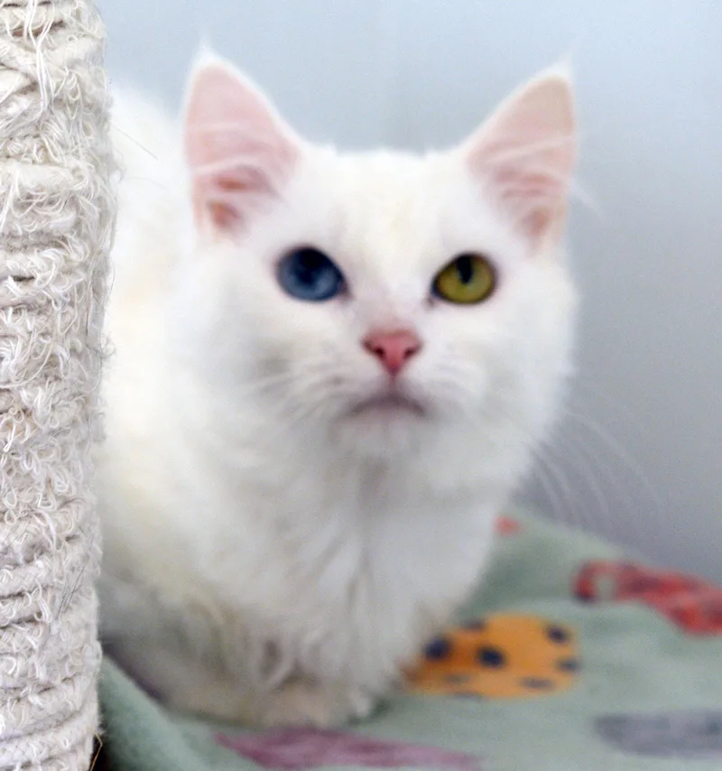 Boo Berry thumbnail 2