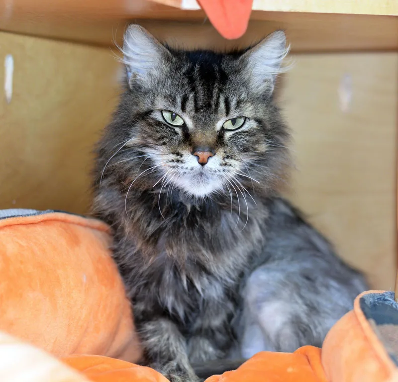 Count Chocula thumbnail 2