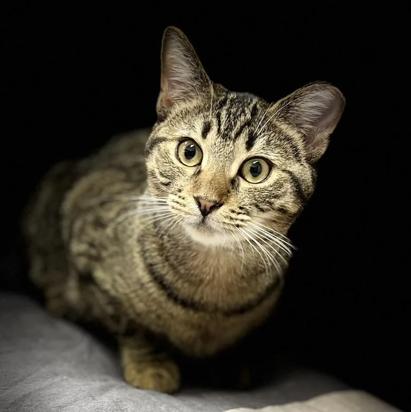 Guinness& Grey Goose thumbnail 2