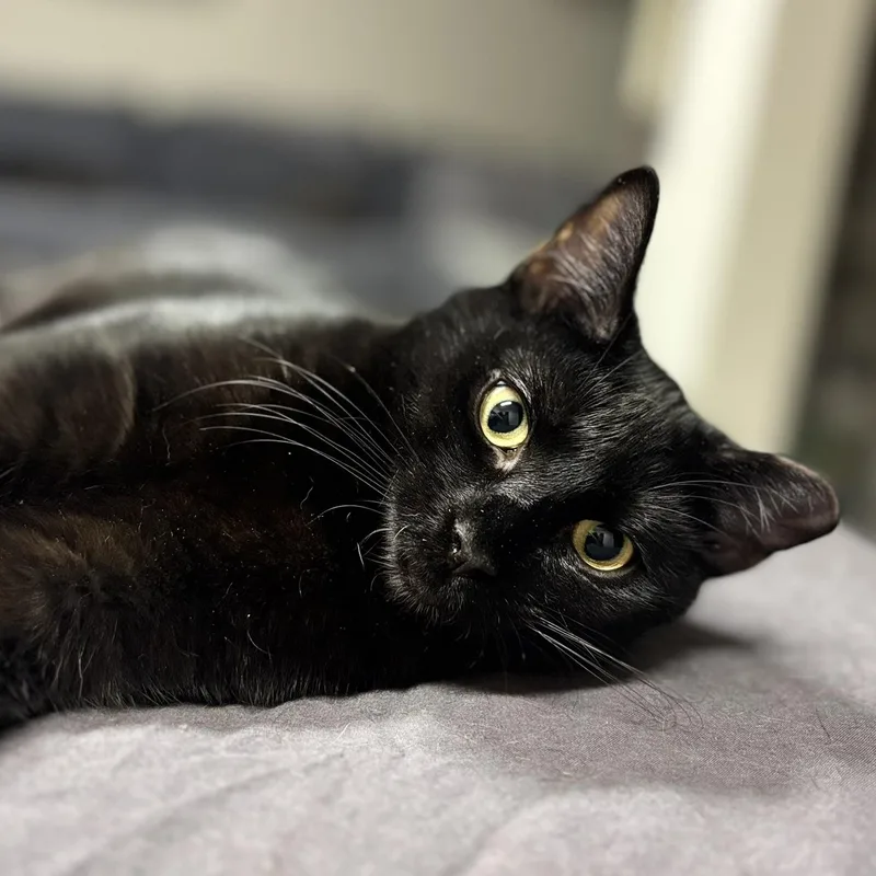 Guinness& Grey Goose thumbnail 3