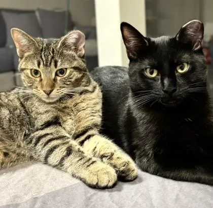 Guinness& Grey Goose