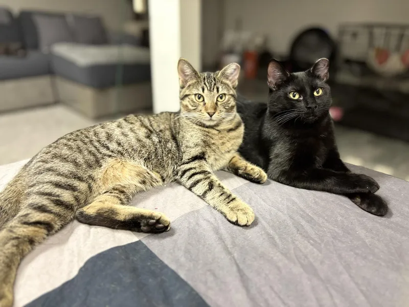 Guinness& Grey Goose thumbnail 4