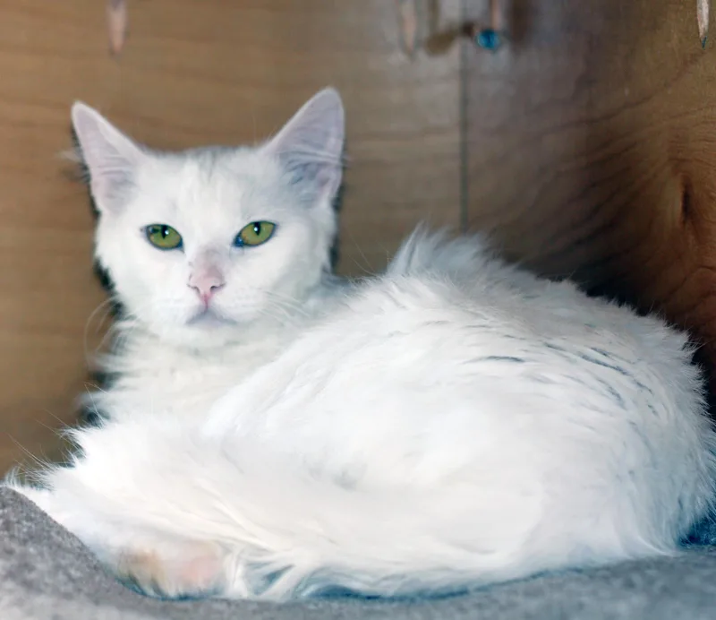 Frankenberry thumbnail 2