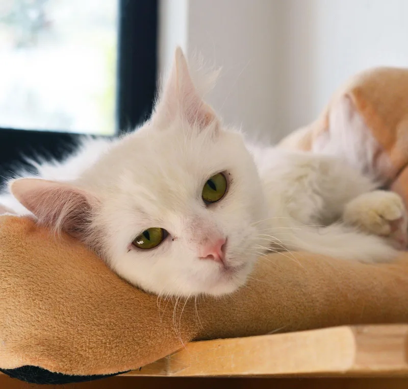 Frankenberry thumbnail 3