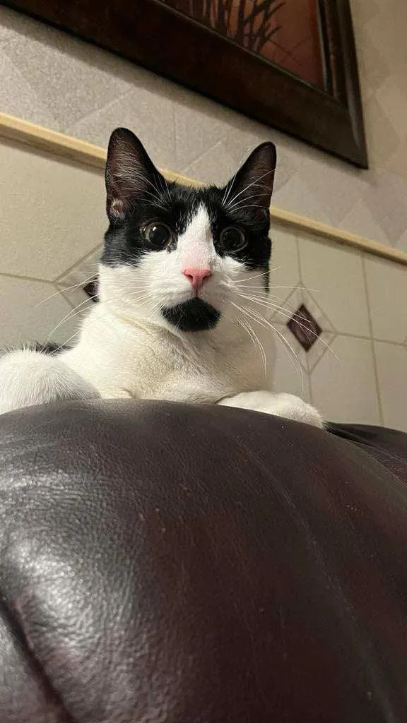 Panda& Amber thumbnail 3