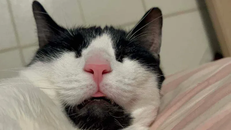 Panda& Amber thumbnail 4