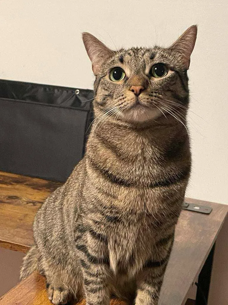 Panda& Amber thumbnail 6